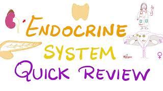 Endocrine System Review - Pituitary, Thyroid, Parathyroid, Adrenal, Pancreas, Gonads - Biology