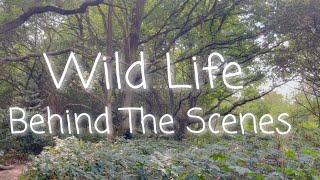 Wild Life -Behind The Scenes