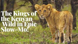 Lion Cabs: The Kings of the Kenyan Wild in Epic Slow-Mo! .