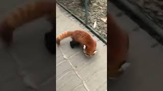 Red Panda  TikTok littlepanda6487  #fypシ #fypシ゚viral #viralshort #viral