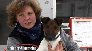 Frauchen gesucht: Dynamischer Foxterrier "Timo"