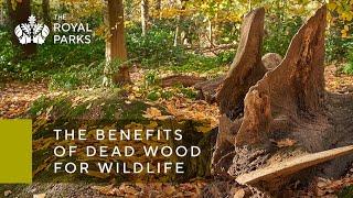 The Benefits of Dead Wood for Wildlife | The Royal Parks