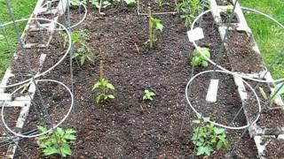 square foot cinder block garden 1 may 16