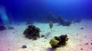 Dibing Hurghada Reef Gota Abu Ramada 2016