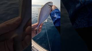 Jigging Yöntemi İle Kuzu Balığı Avı  #fishing #baliktutma #fish #balikavi #fishingvideo #jigging