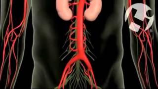 Anatomy and Function of Cauda Equina   MEDtube net