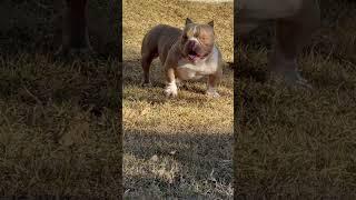 #bully #ova #presacanariopuppies #dog #canis #bullybreed #addme #gourgeous  #pesopluma