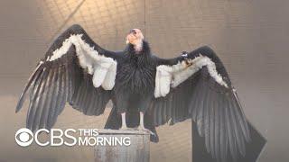 LA Zoo uses new tactic to boost California condor population