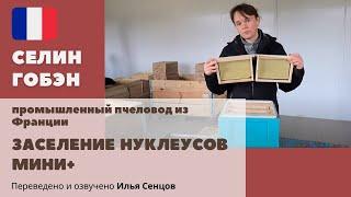 Как начать работу с Мини+ с нуля? Заселение и набор нуклеусов на пасеке Селин Гобэн (Франция)