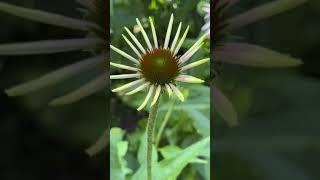 Echinacea