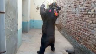 wafadar janwar || anokha piyar || animals lovers || bhalu k kam dekhn || loving story