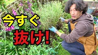 綺麗に咲いた庭の植物をたくさん抜きました。。。　【園芸超人カーメン君】
