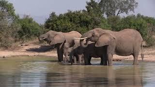 Elephant Fun At The Waterhole