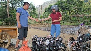 Harvesting geese goes to the market sell/XuanTruong.