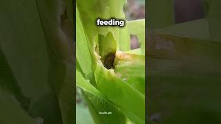 Fall Armyworm EXPOSED:The Maize Killer#farming#maize#pest