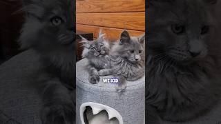 We Love All of These Adorable Kittens    #windyhillpets.com