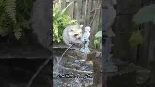 #Shorts FUNNY RACOON will Make You LAUGH /МИНУТА СМЕХА вместе с ЕНОТОМ #cuteanimals, #racoon, #юмор