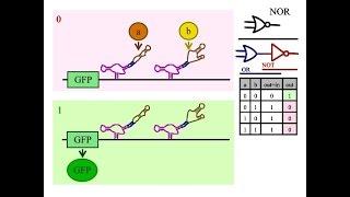 How do I build a NOR gate in a biological arithmetic logic unit?
