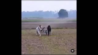 Rokko Rokko Rokko Banda Ragrata Funny Punjabi Original Video