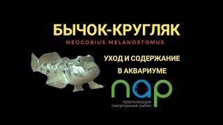 Бычок-кругляк. Уход и содержание в аквариуме.Neogobius melanostomus