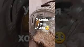 Умер хомяк