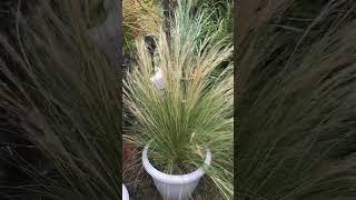 Stipa tenussima ponytails