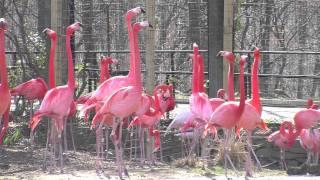 Flamingos at the National Zoo