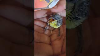 a small sparrow child its so cute  #shortsvideo #shorts #short #reality #viralpost2025 #cute #birds