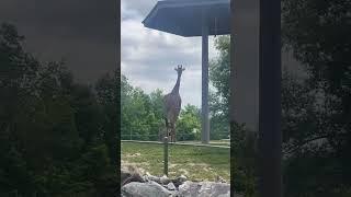 Toronto Zoo #vacation #animals #canada