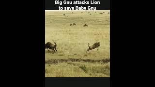 Awesome! Big Gnu attacks Lion to save Baby Gnu! #shorts AnimalTube - World of animals 171만뷰