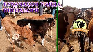 10.04.2022. Молбозор. Букачахои нигохбори. Бычки для откорма. Bulls for fattening.