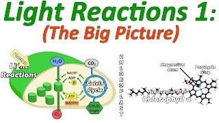 Photosynthesis, the Light Reactions, Part 1: the Big Picture