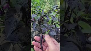 Midwest Midnight Eclipse 2.0 Pepper Plant - Dark as Night