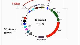 Agrobacterium Mediated Transformation