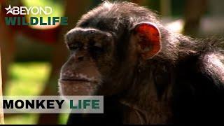 S3E17 | Freddy Isn't Looking Too Happy | Monkey Life | Beyond Wildlife