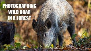 Wild Boar - Wildlife Photography in the Forest