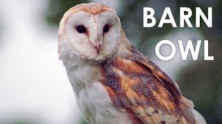 What does a Barn Owl sound like?