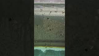 ️‍️‍#guppies #guppy #guppyfish #exoticfishes #fancyguppy #plantedfishtank#beginner#fishkeeping