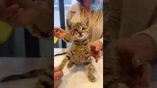 Cure the poor little cat #cat #dog #rescue #rescuecats #rescuedog #animals #love