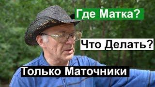 Пасека # 123 Что Делать? Где Матка ,Только Маточники, Роение или Нет Пчеловодство для начинающих