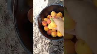 Зимостойкий Персик ХАРРОУ БЬЮТИ #сад #fruit