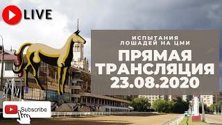 23.08.2020. Прямая трансляция с ЦМИ. Эстафета у рысаков.