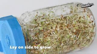 How To Grow Bean Sprouts in Mason Jars with Bean Screens by Masontops