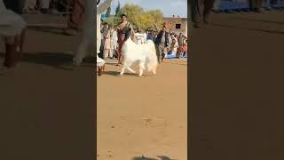 beautiful goat video Whatsapp status