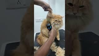 Cat Hair cutting ️ cat grooming #cat #catlover #catgrooming #dog #doglover #kitten ️