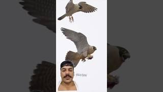 #birds #eagle #wildlife #birdhunting #اكسبلور #nature #hunting #adventureexploring