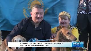 Kazakhstan to exhibit Tazy breed at World Dog Show 2023 for first time | Silk way TV | Qazaqstan