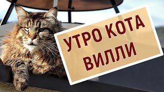 Веселые приключения котика Вилли