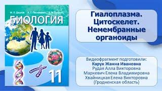 Тема 12. Гиалоплазма. Цитоскелет. Немембранные органоиды