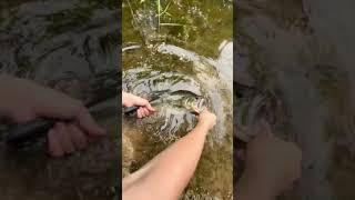 3lb largemouth good fight